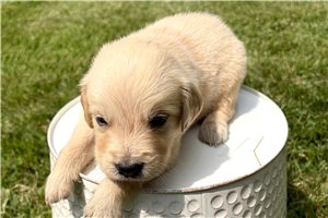 Augustus - Golden Retriever for sale