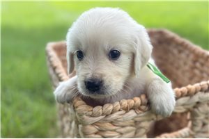 Atlas - Golden Retriever for sale