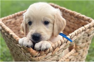 Alex - Golden Retriever for sale