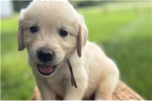 Adrian - Golden Retriever for sale