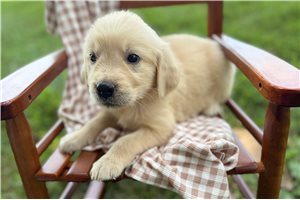 Allyson - Golden Retriever for sale