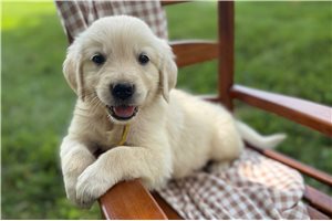 Ashton - Golden Retriever for sale