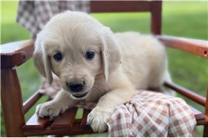 Addison - Golden Retriever for sale