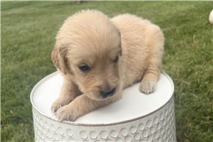 Allyson - puppy for sale