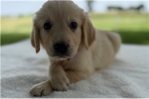 Addison - Golden Retriever for sale