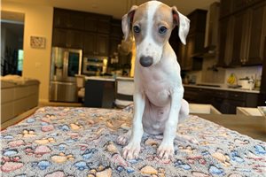 Mikee - Italian Greyhound for sale