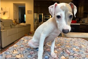 Molly - Italian Greyhound for sale