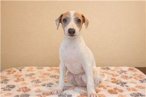 Mikee - Italian Greyhound for sale
