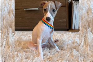 Millie - Italian Greyhound for sale