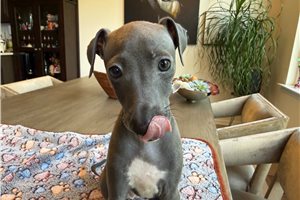 Mayse - Italian Greyhound for sale