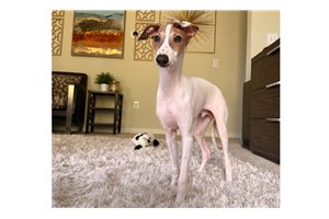 Mikee - Italian Greyhound for sale