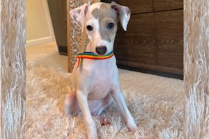 Molly - Italian Greyhound for sale