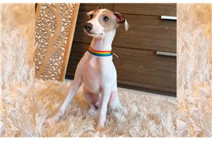 Mikee - Italian Greyhound for sale