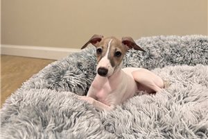 Millie - puppy for sale