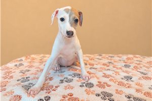 Molly - Italian Greyhound for sale