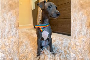 Mayse - Italian Greyhound for sale