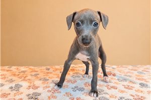 Mayse - Italian Greyhound for sale