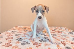 Millie - Italian Greyhound for sale