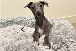 Mayse - Italian Greyhound for sale