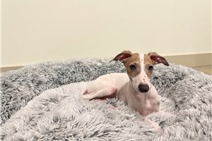 Mikee - Italian Greyhound for sale
