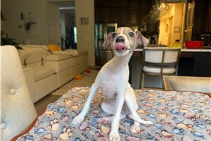 Millie - Italian Greyhound for sale