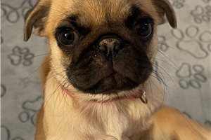Cece - Pug for sale