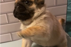 Cece - Pug for sale
