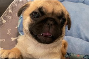 Cece - Pug for sale
