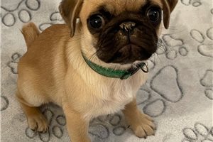 Celeste, a Pug puppy