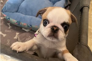 Catia - Pug, placed in Phoenix