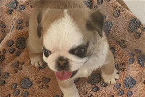 Catia - Pug for sale