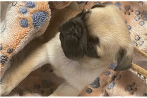 Celeste - Pug for sale