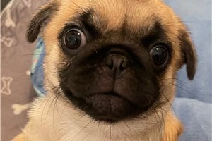 Celeste - Pug for sale