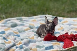 Ashton - French Bulldog for sale
