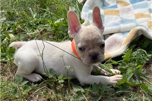 Alec - puppy for sale
