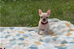 Amelia - puppy for sale