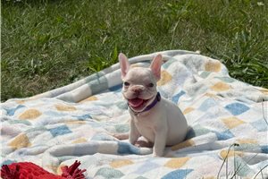 Anastasia - French Bulldog for sale