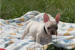 Alissa - puppy for sale