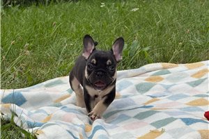 Addie - French Bulldog for sale