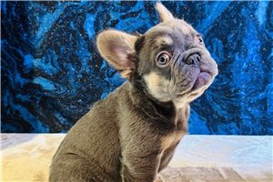 Navi - French Bulldog for sale