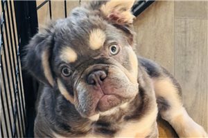 Link - French Bulldog for sale