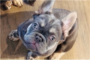 Navi - French Bulldog for sale