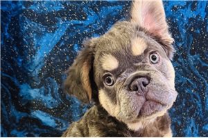 Link - puppy for sale