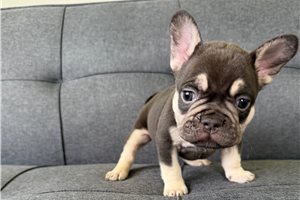 Manon - French Bulldog for sale