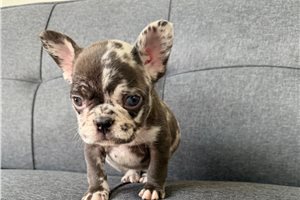 Mariella - French Bulldog for sale