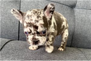 Manson - French Bulldog for sale