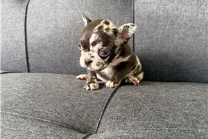 Mariella - French Bulldog for sale