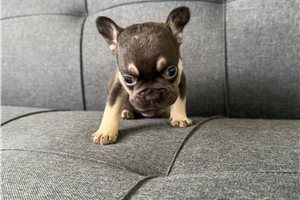 Manon - French Bulldog for sale