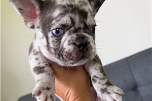 Manson - French Bulldog for sale