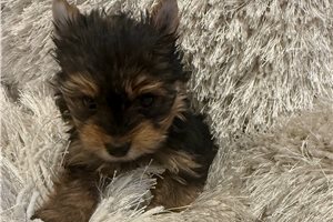 Mishka - Yorkshire Terrier - Yorkie for sale